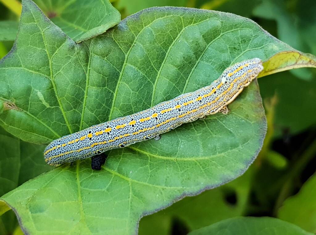 Aedia leucomelas (Sweet Potato Leaf Worm), Alice Springs NT