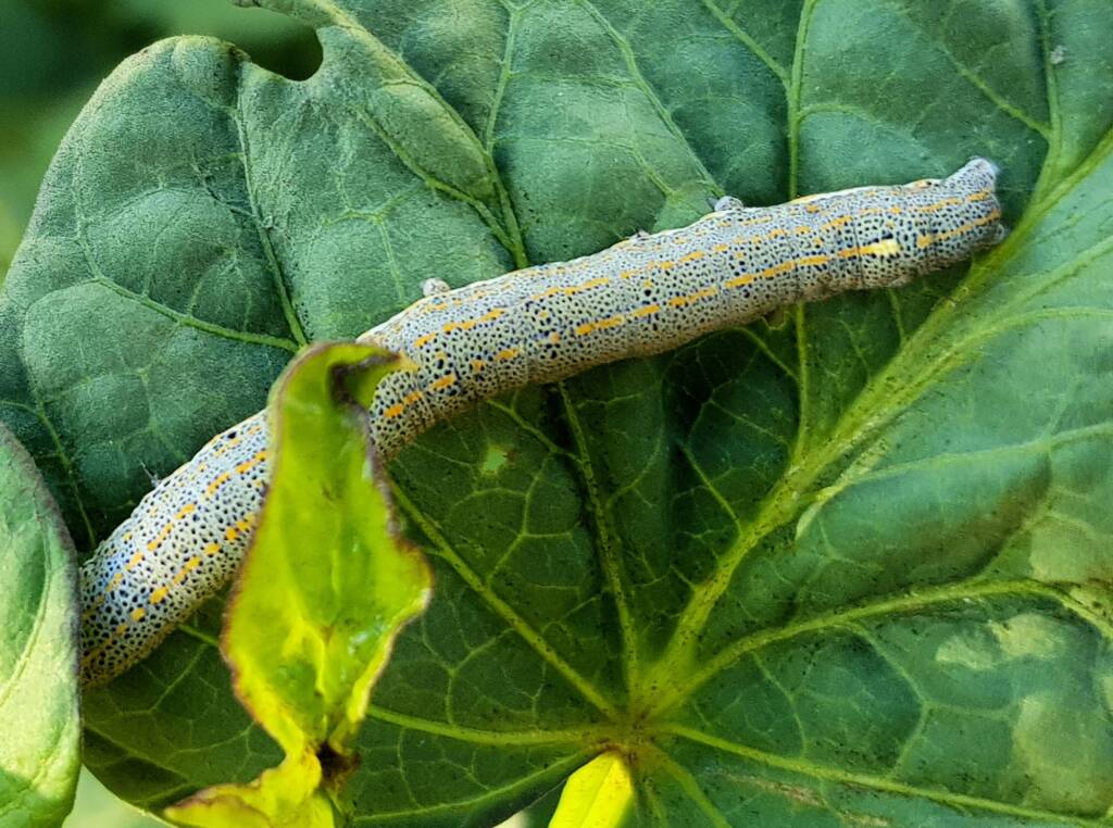 Aedia leucomelas (Sweet Potato Leaf Worm), Alice Springs NT