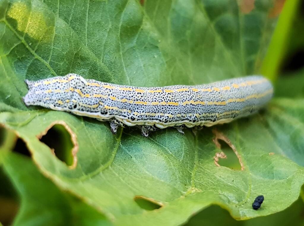 Aedia leucomelas (Sweet Potato Leaf Worm), Alice Springs NT