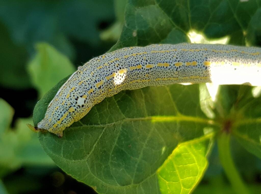 Aedia leucomelas (Sweet Potato Leaf Worm), Alice Springs NT