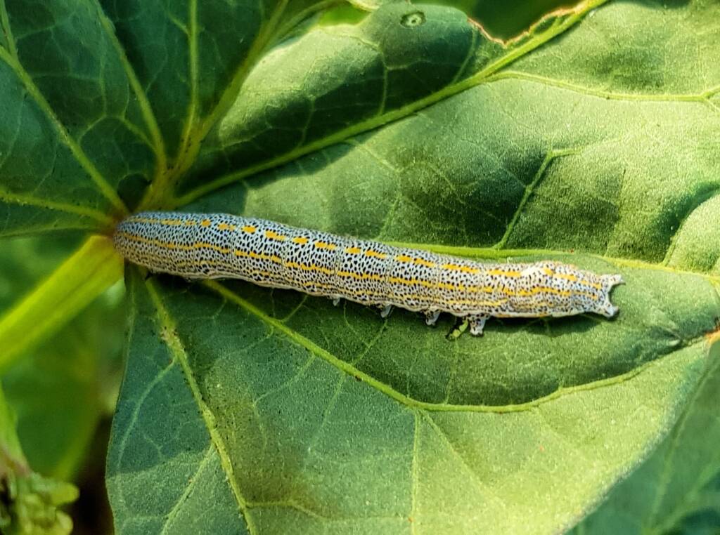 Aedia leucomelas (Sweet Potato Leaf Worm), Alice Springs NT