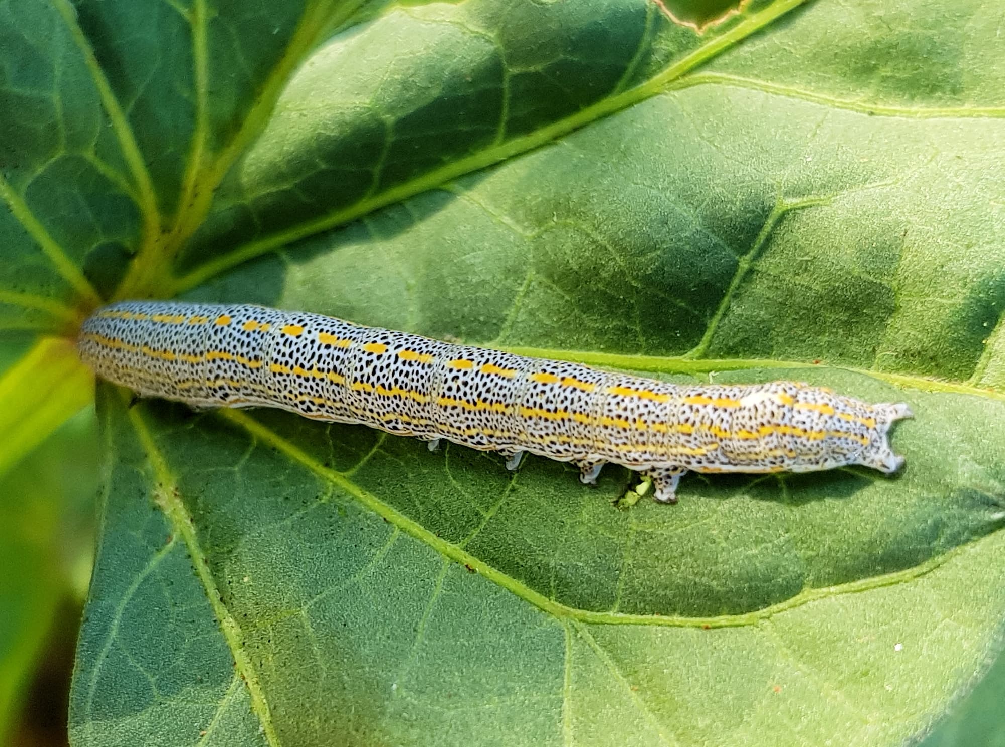 Aedia leucomelas (Sweet Potato Leaf Worm), Alice Springs NT