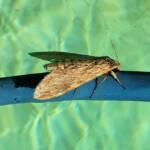 Convolvulus Hawk-moth (Agrius convolvuli), Alice Springs NT