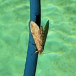 Convolvulus Hawk-moth (Agrius convolvuli), Alice Springs NT