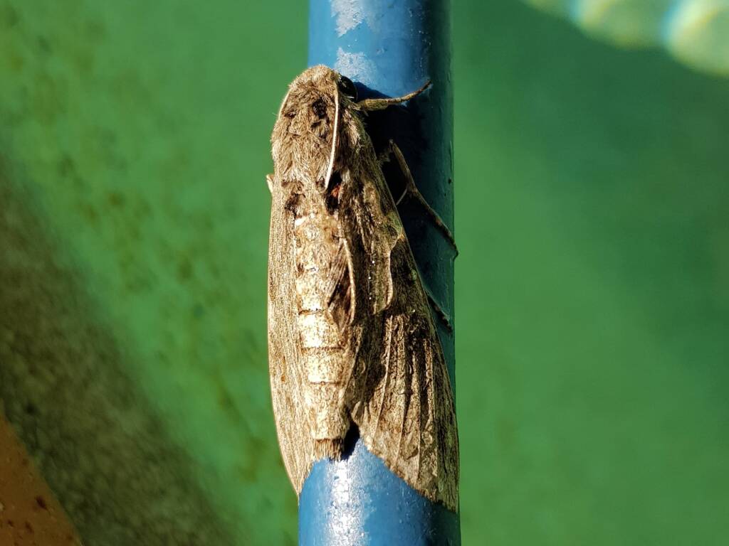 Convolvulus Hawk-moth (Agrius convolvuli), Alice Springs NT