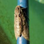 Convolvulus Hawk-moth (Agrius convolvuli), Alice Springs NT