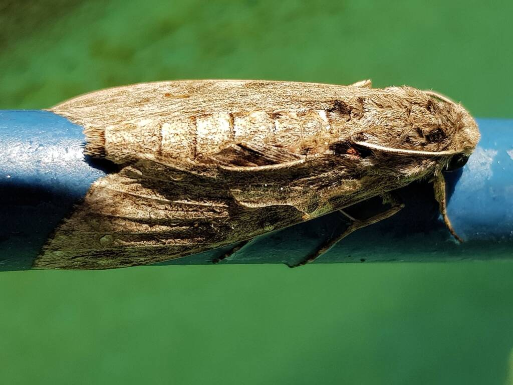Convolvulus Hawk-moth (Agrius convolvuli), Alice Springs NT