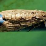 Convolvulus Hawk-moth (Agrius convolvuli), Alice Springs NT