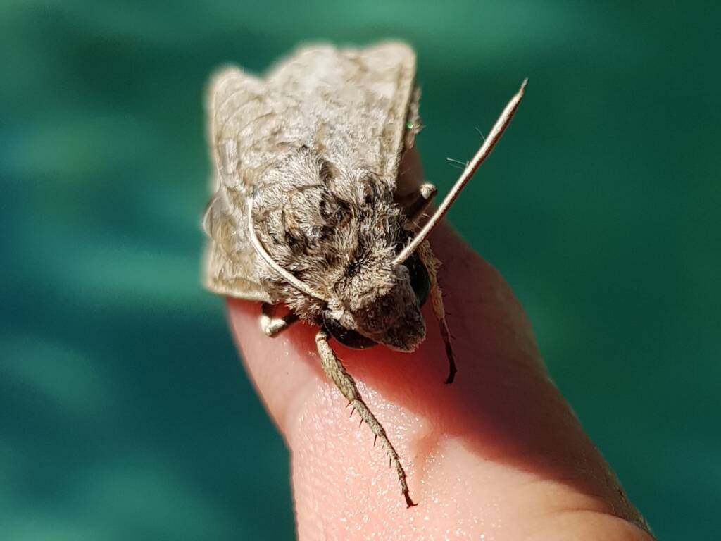 Convolvulus Hawk-moth (Agrius convolvuli), Alice Springs NT
