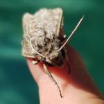 Convolvulus Hawk-moth (Agrius convolvuli), Alice Springs NT