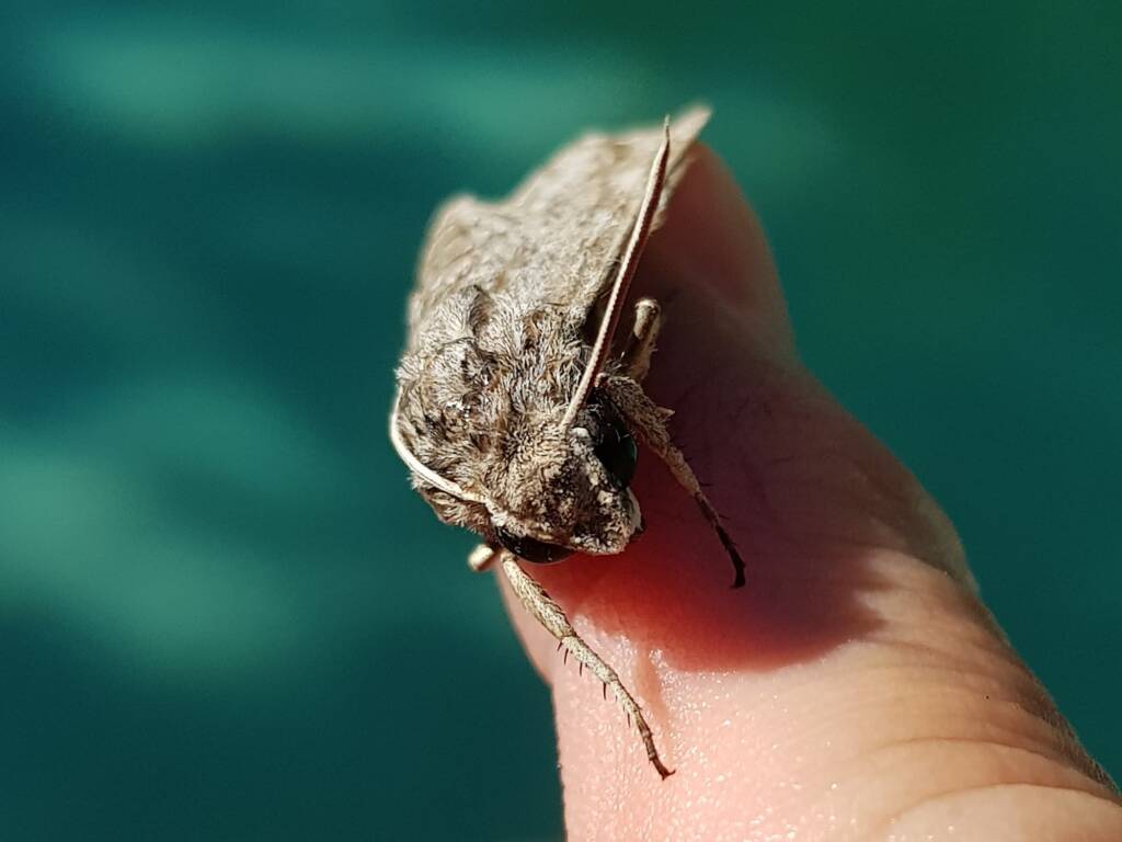 Convolvulus Hawk-moth (Agrius convolvuli), Alice Springs NT