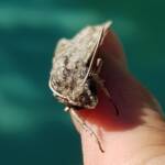 Convolvulus Hawk-moth (Agrius convolvuli), Alice Springs NT