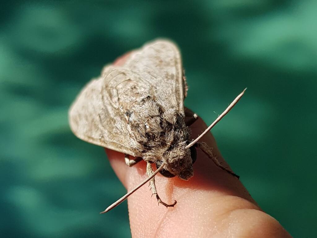 Convolvulus Hawk-moth (Agrius convolvuli), Alice Springs NT