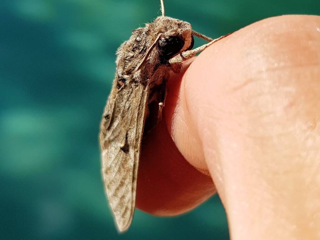 Convolvulus Hawk-moth (Agrius convolvuli), Alice Springs NT
