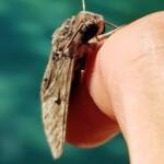 Convolvulus Hawk-moth (Agrius convolvuli), Alice Springs NT