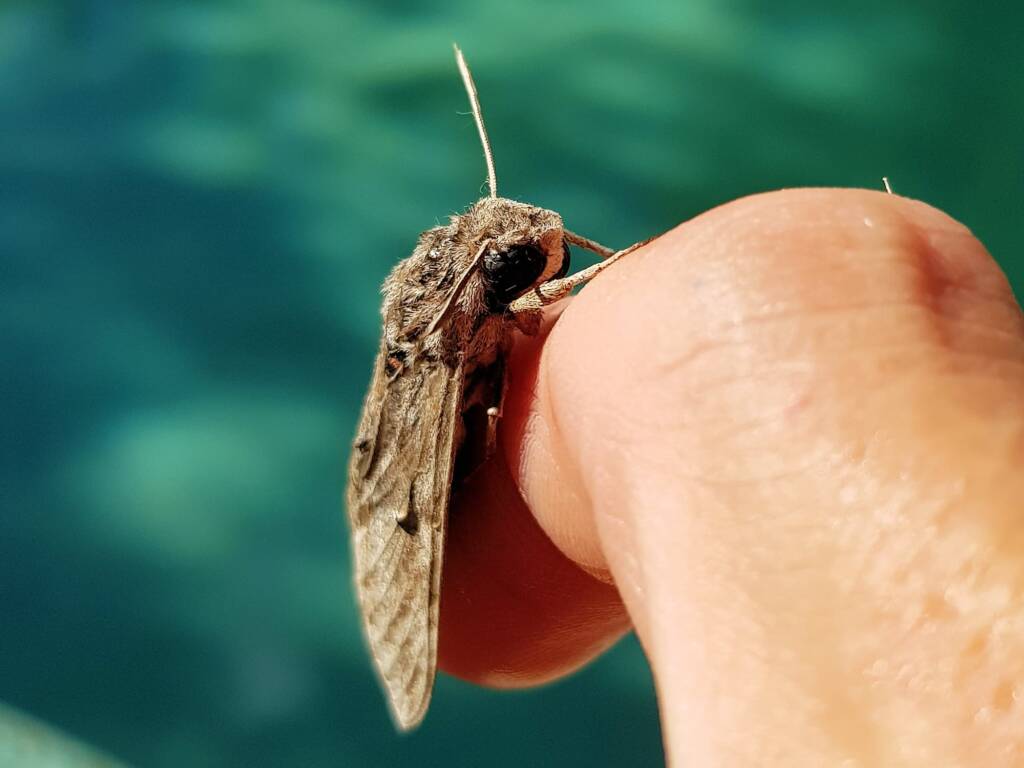 Convolvulus Hawk-moth (Agrius convolvuli), Alice Springs NT