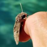 Convolvulus Hawk-moth (Agrius convolvuli), Alice Springs NT