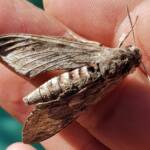 Convolvulus Hawk-moth (Agrius convolvuli), Alice Springs NT