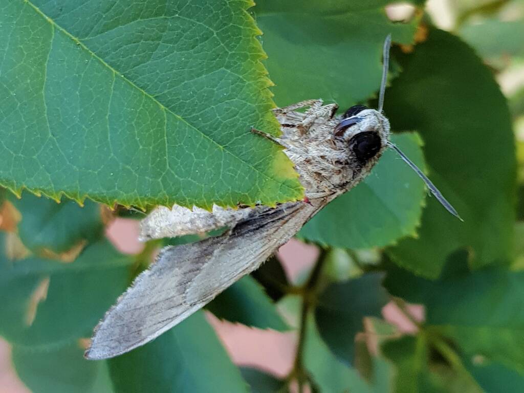 Convolvulus Hawk-moth (Agrius convolvuli), Alice Springs NT
