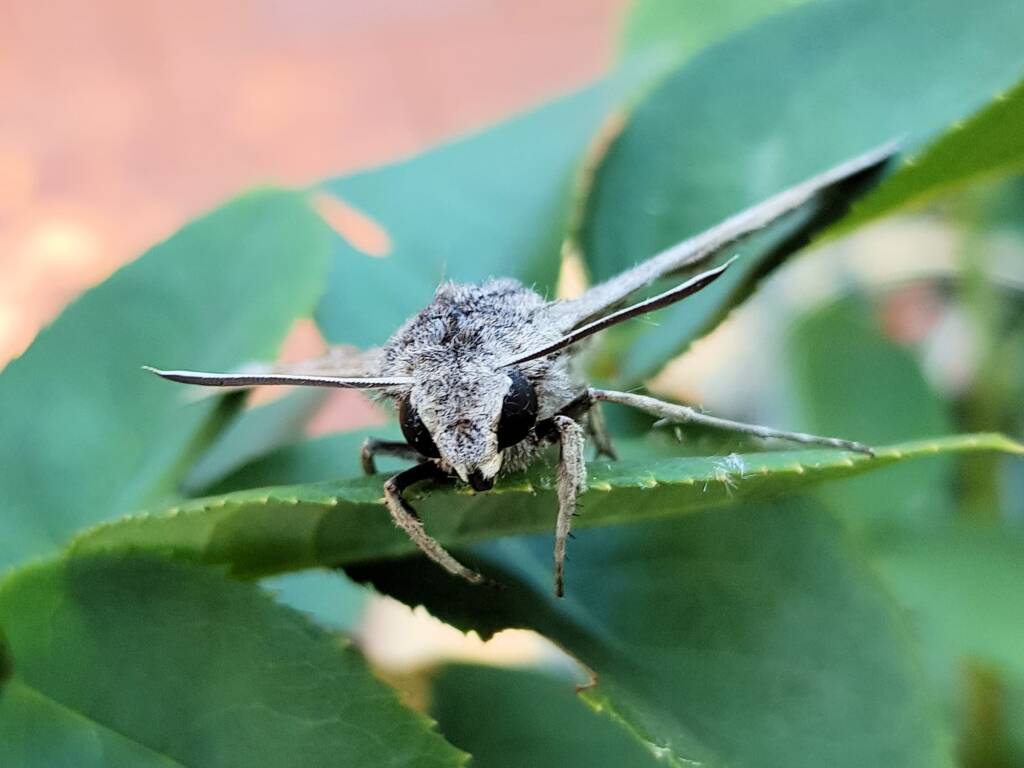 Convolvulus Hawk-moth (Agrius convolvuli), Alice Springs NT