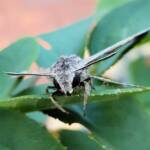 Convolvulus Hawk-moth (Agrius convolvuli), Alice Springs NT