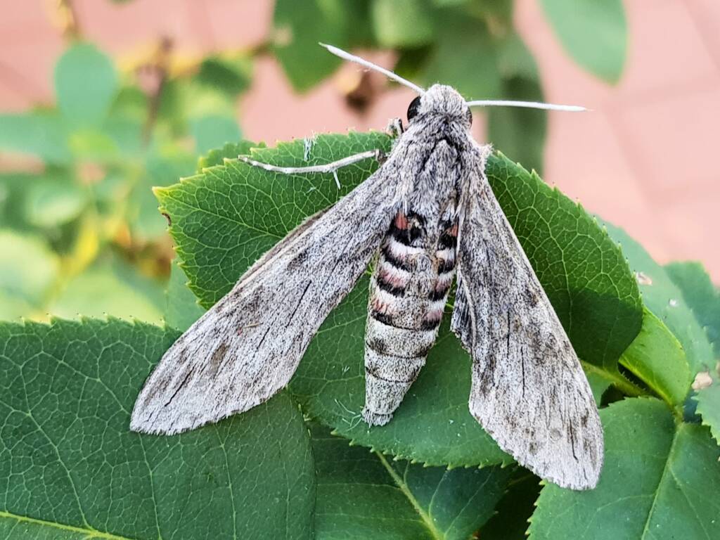 Convolvulus Hawk-moth (Agrius convolvuli), Alice Springs NT