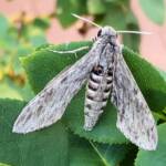 Convolvulus Hawk-moth (Agrius convolvuli), Alice Springs NT