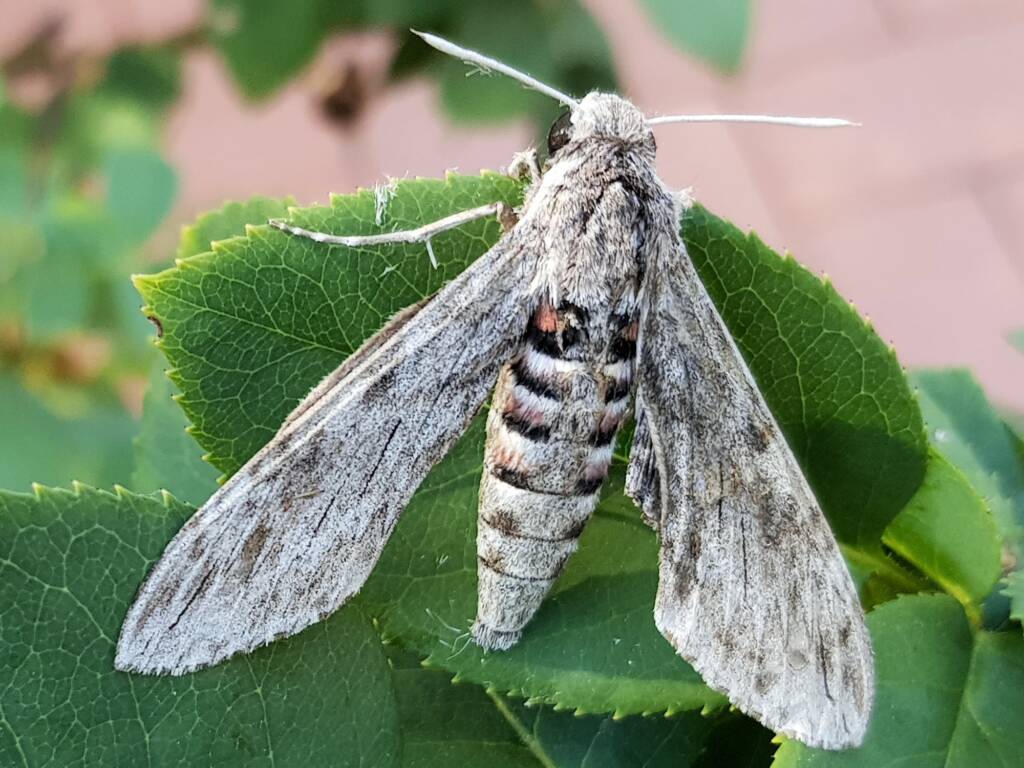 Convolvulus Hawk-moth (Agrius convolvuli), Alice Springs NT