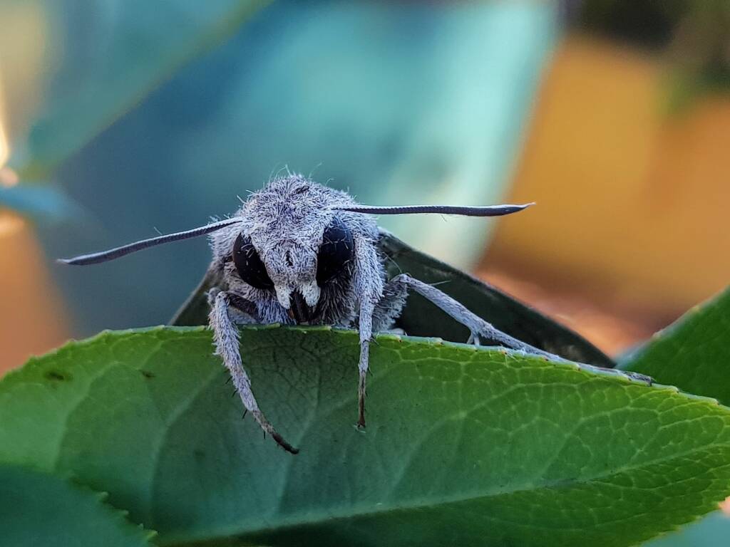 Convolvulus Hawk-moth (Agrius convolvuli), Alice Springs NT