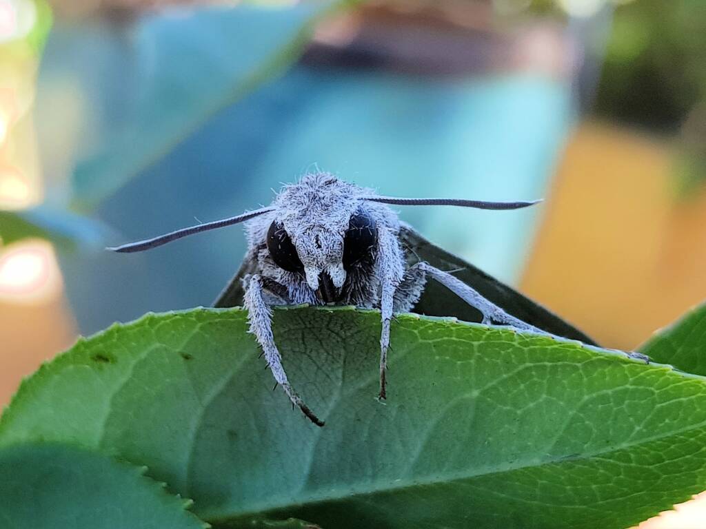 Convolvulus Hawk-moth (Agrius convolvuli), Alice Springs NT
