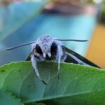 Convolvulus Hawk-moth (Agrius convolvuli), Alice Springs NT
