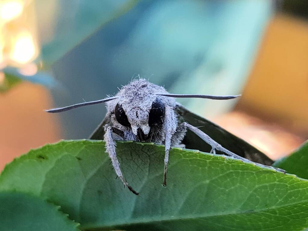 Convolvulus Hawk-moth (Agrius convolvuli), Alice Springs NT