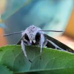 Convolvulus Hawk-moth (Agrius convolvuli), Alice Springs NT
