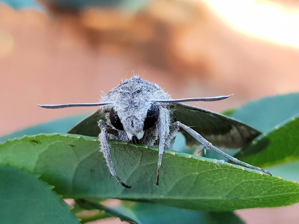 Convolvulus Hawk-moth (Agrius convolvuli), Alice Springs NT