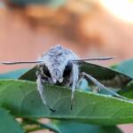 Convolvulus Hawk-moth (Agrius convolvuli), Alice Springs NT