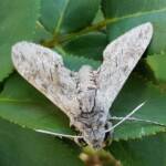 Convolvulus Hawk-moth (Agrius convolvuli), Alice Springs NT