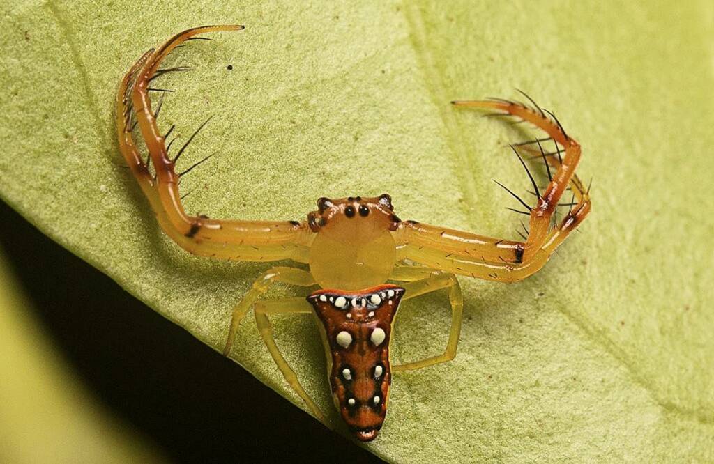 Arkys bulburinensis, Mount Mee QLD © Tony Eales
