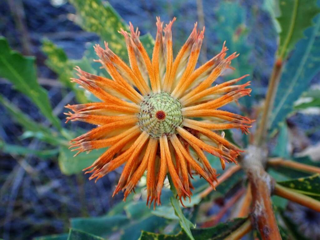 Banksia quercifolia (Oak-leaved Banksia), Albany area, WA © Terry Dunham