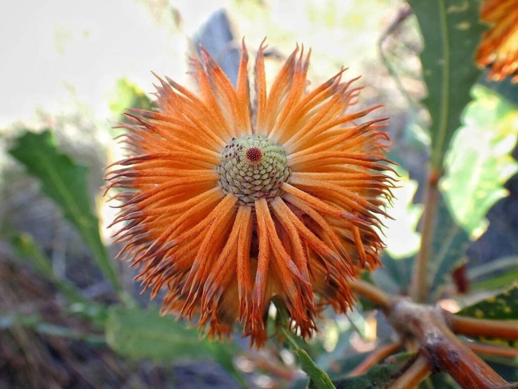 Banksia quercifolia (Oak-leaved Banksia), Albany area, WA © Terry Dunham