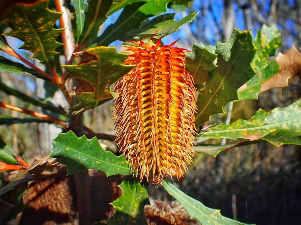 Banksia quercifolia (Oak-leaved Banksia), Albany area, WA © Terry Dunham