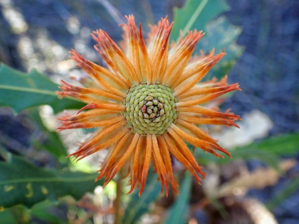 Banksia quercifolia (Oak-leaved Banksia), Albany area, WA © Terry Dunham