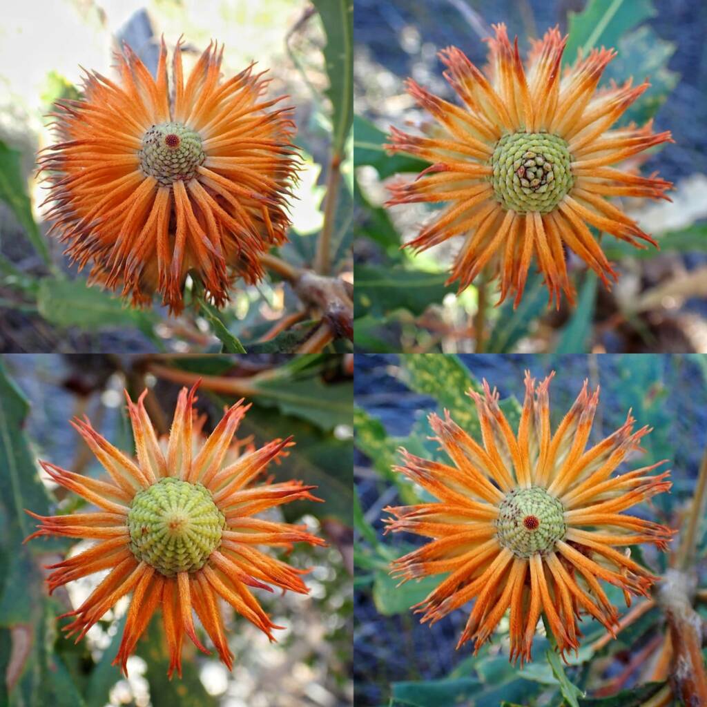 Banksia quercifolia (Oak-leaved Banksia), Albany area, WA © Terry Dunham