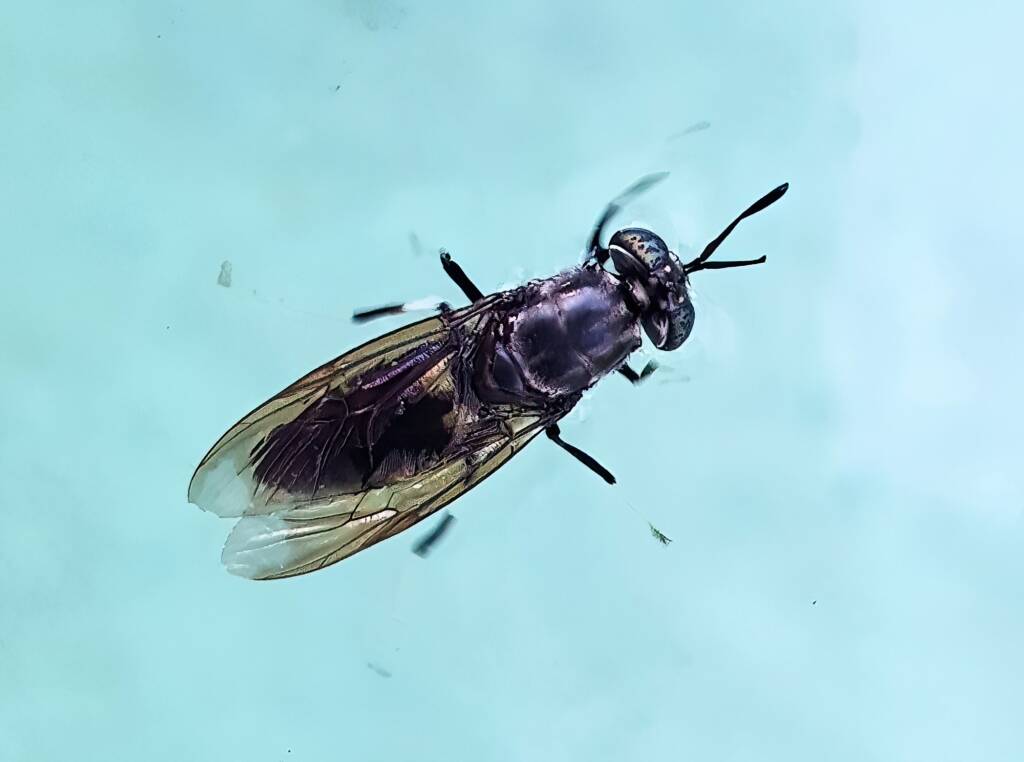 Black Soldier Fly (Hermetia illucens), Alice Springs NT