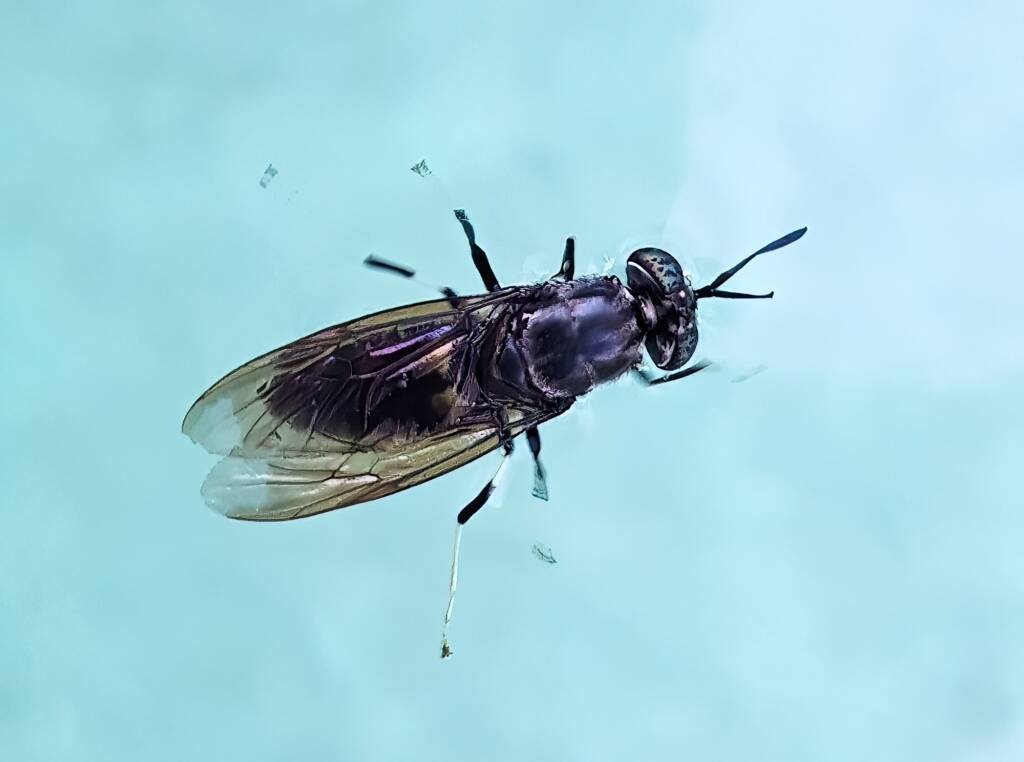 Black Soldier Fly (Hermetia illucens), Alice Springs NT