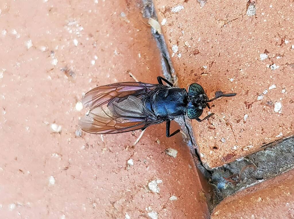 Black Soldier Fly (Hermetia illucens), Alice Springs NT