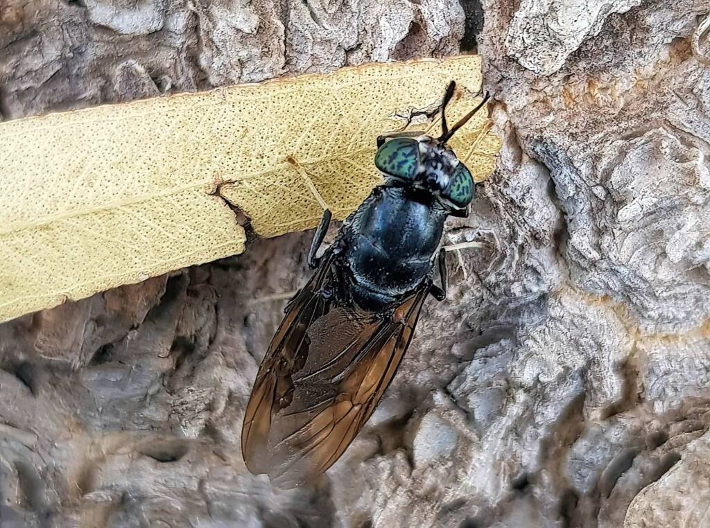 Black Soldier Fly (Hermetia illucens), Alice Springs NT