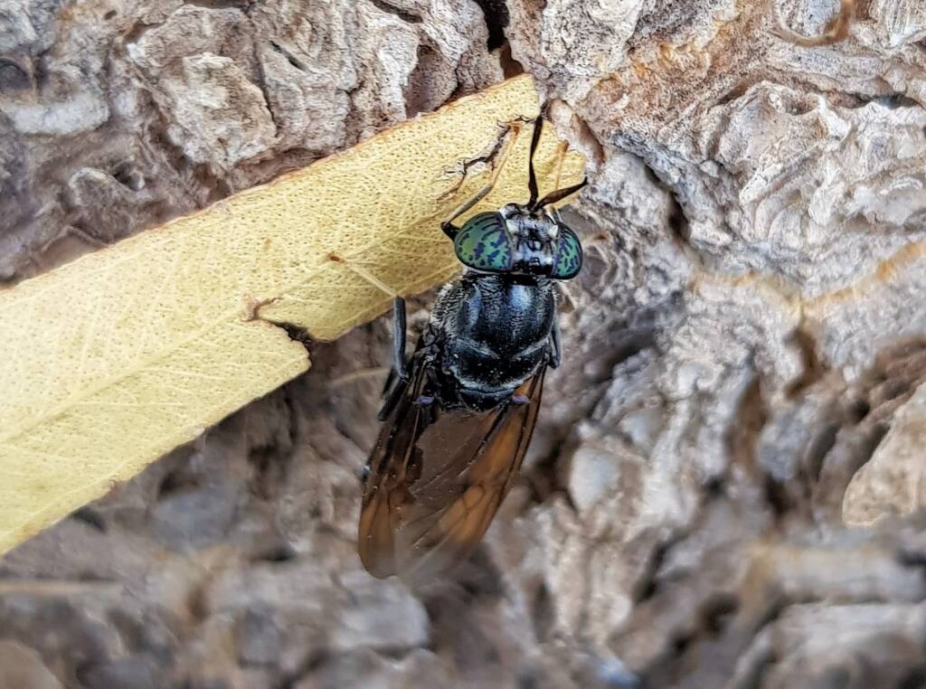 Black Soldier Fly (Hermetia illucens), Alice Springs NT