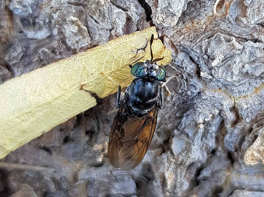 Black Soldier Fly (Hermetia illucens), Alice Springs NT