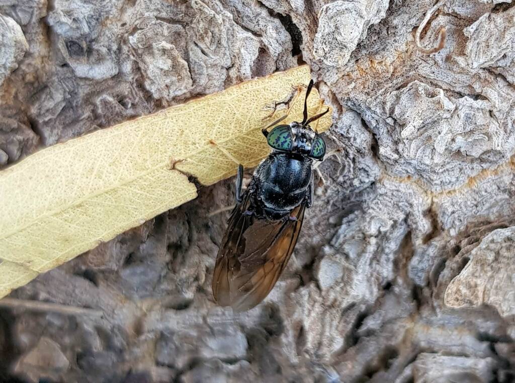 Black Soldier Fly (Hermetia illucens), Alice Springs NT