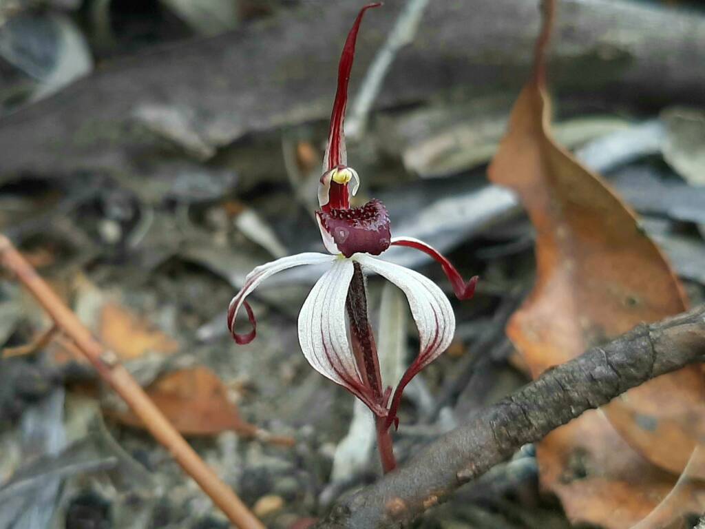 Caladenia drummondii (Winter Spider Orchid), Great Southern Region WA © Terry Dunham